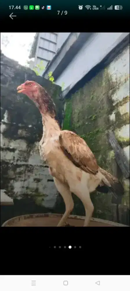 Ayam shamo betina line zachte