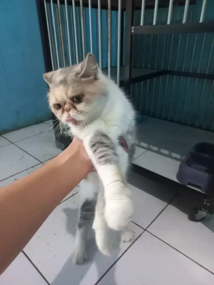 Betina exo calico dilute dewasa