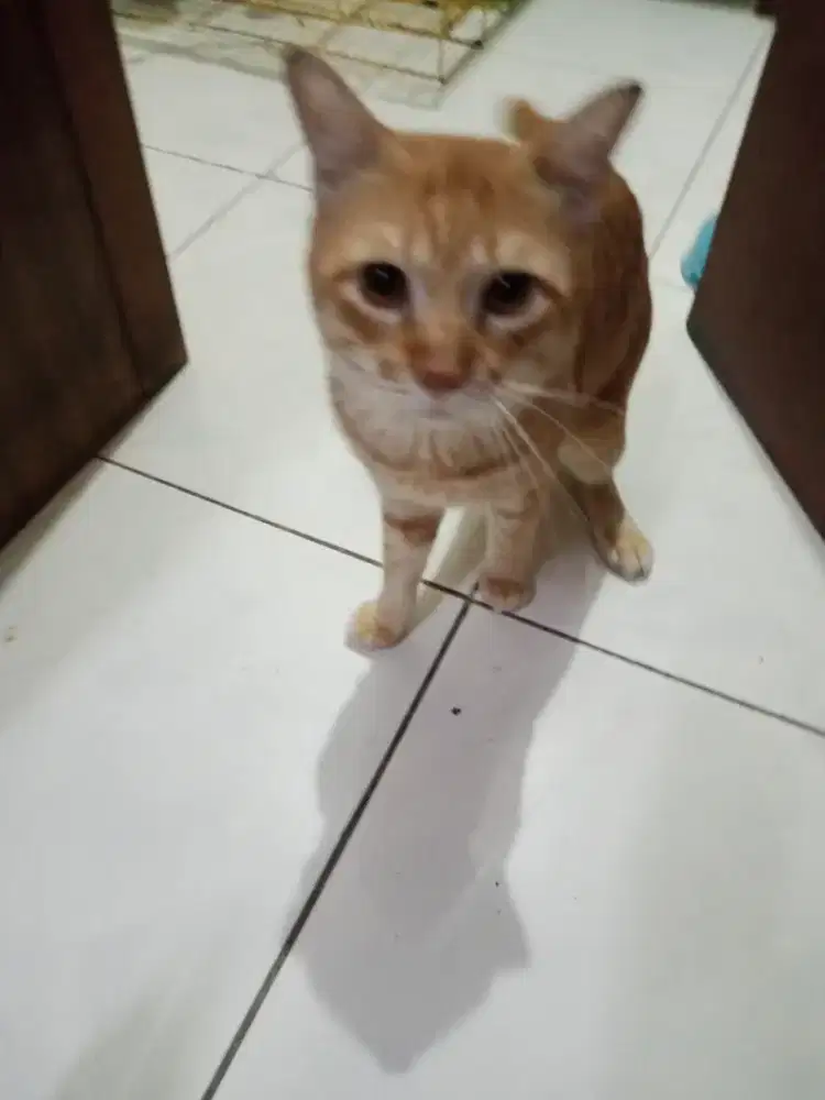 Lepas adopsi kucing jantan oren
