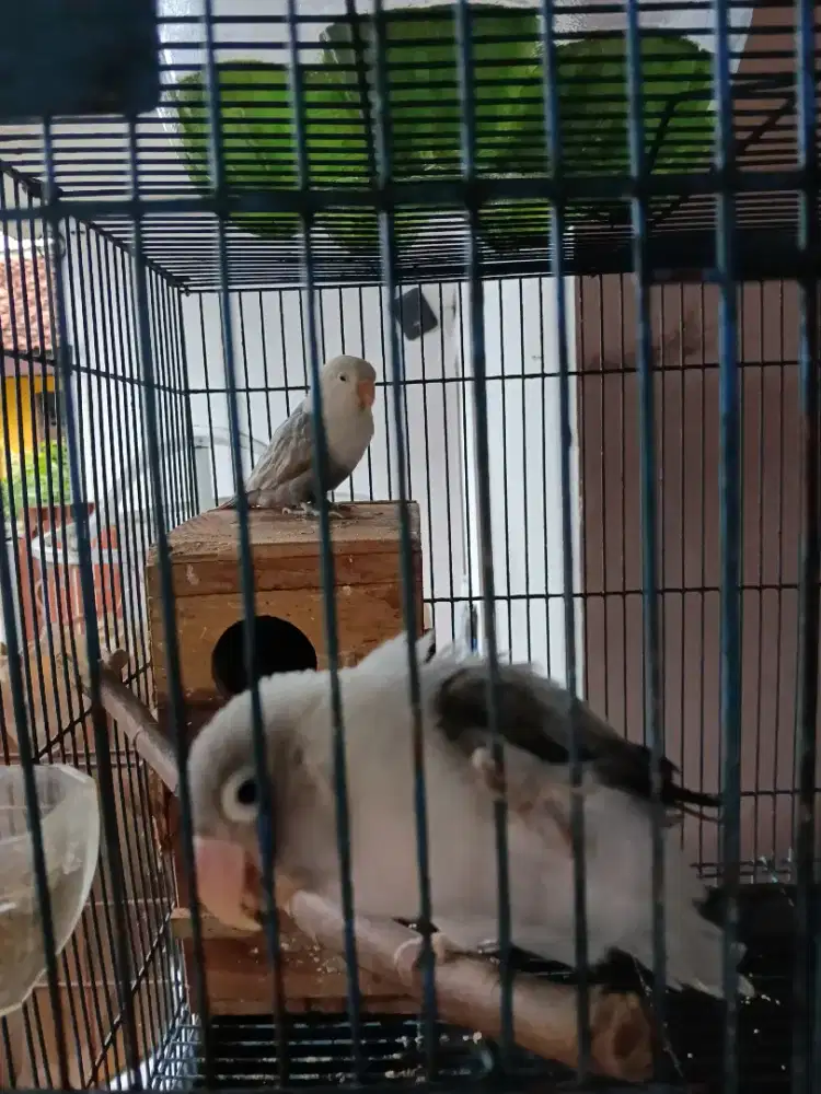 Lovebird sepasang