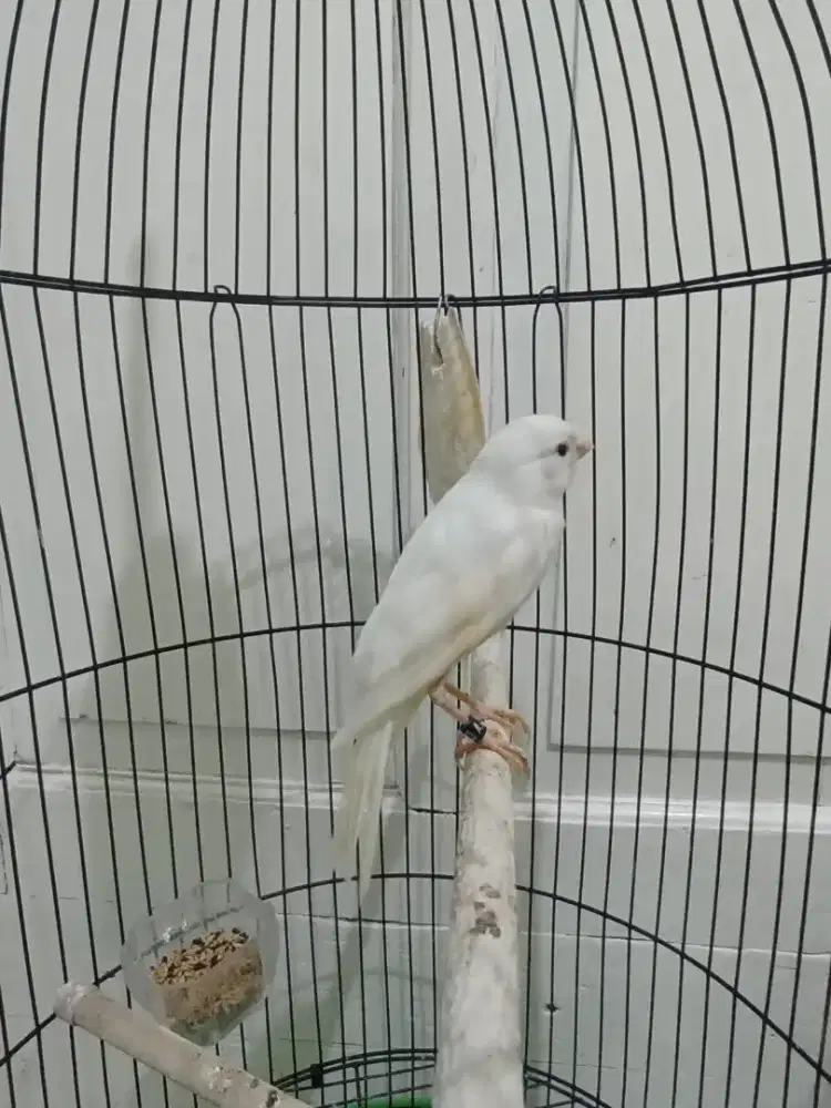 Paud kenari series afs