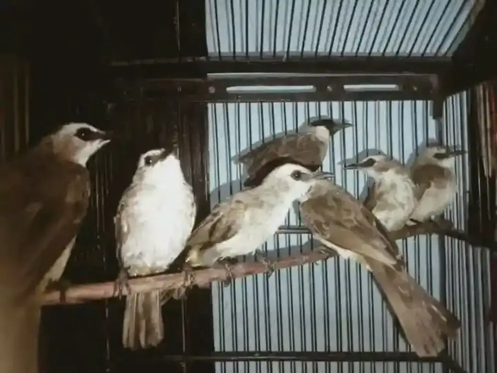 Trucukan Jawa semi rawatan