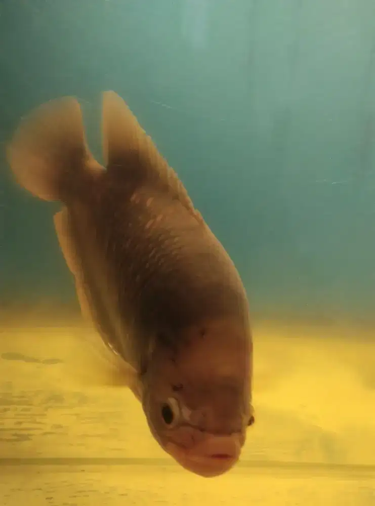 Ikan gurame besar (20cm)