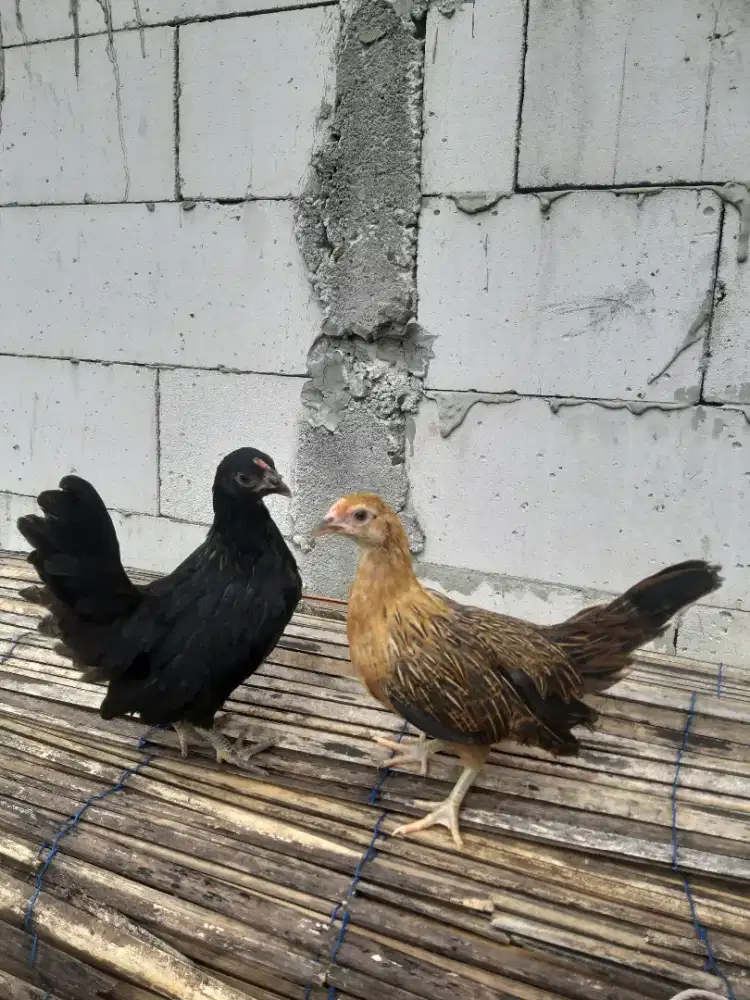 Anak ayam kate x onagadori