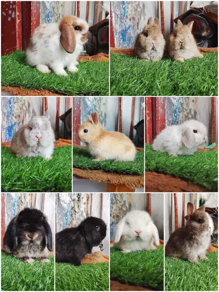 Kumpulan kelinci lucu