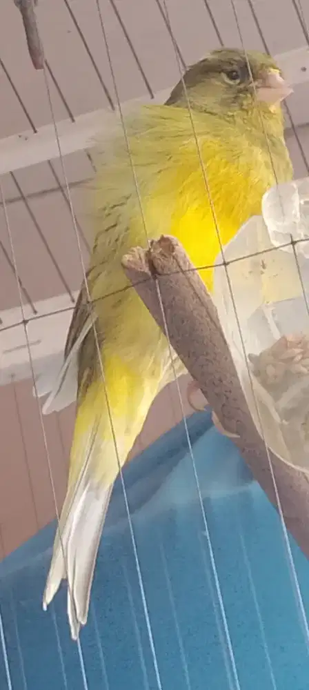 Kenari AFS prospek siap poles