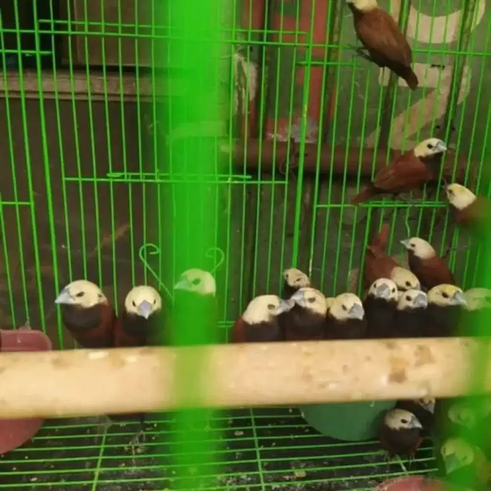 Burung pipit bondol/kaji