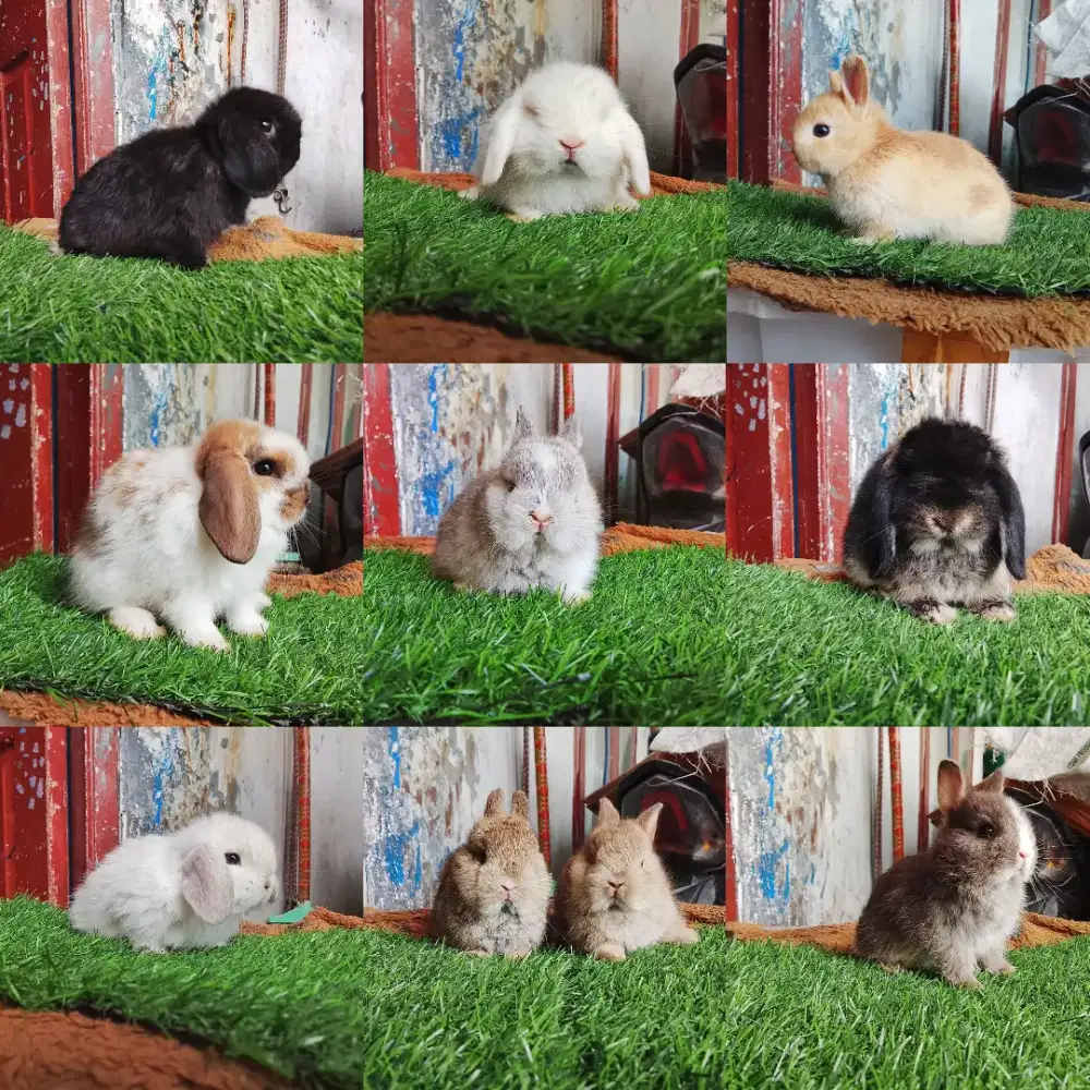 Kelinci lucu peliharaan