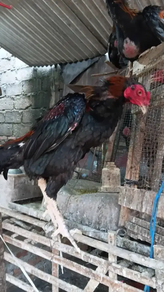 Ayam bangkok Klasik bahan