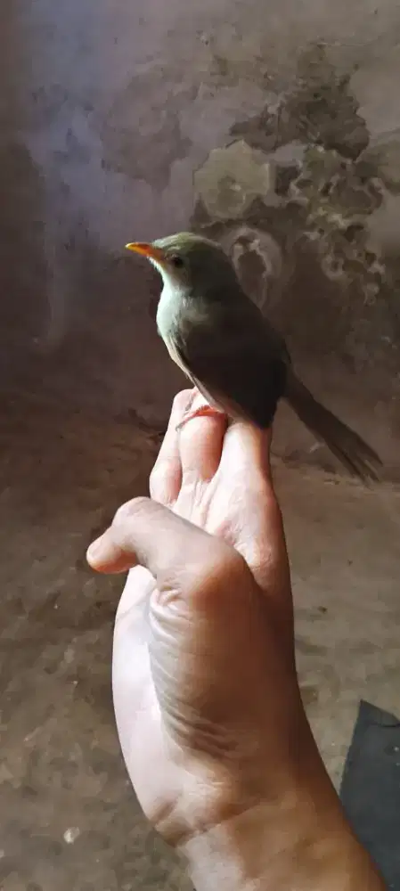 Anakan ciblek gunung