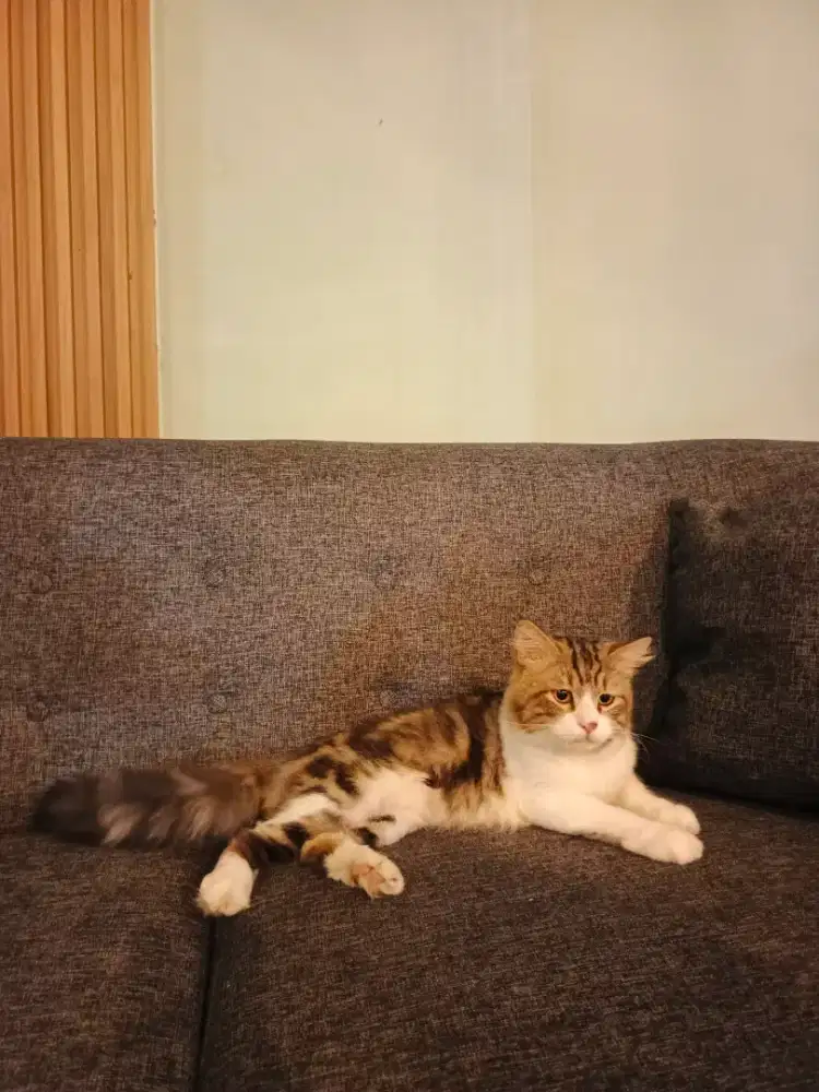 Persia mix MC jantan