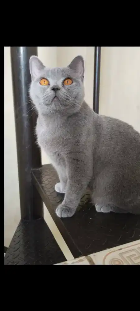 Open adopt BSH indukan ped