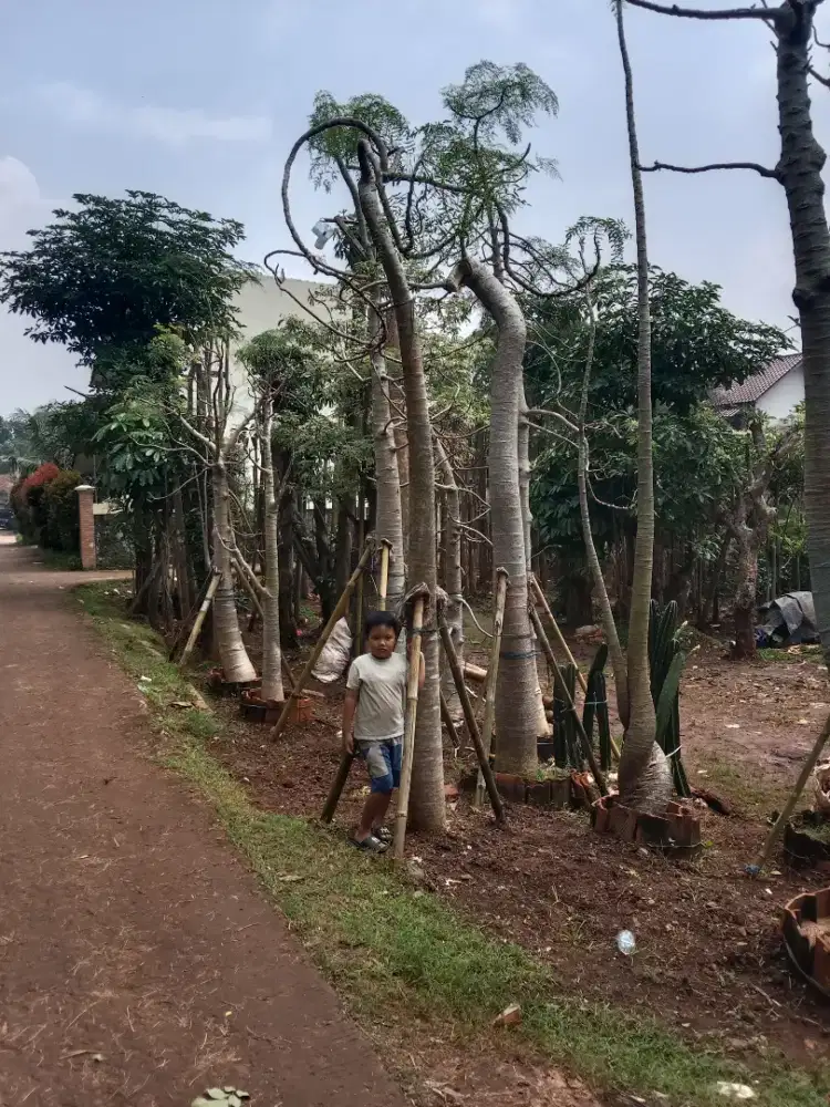 Pohon moringa menjutai