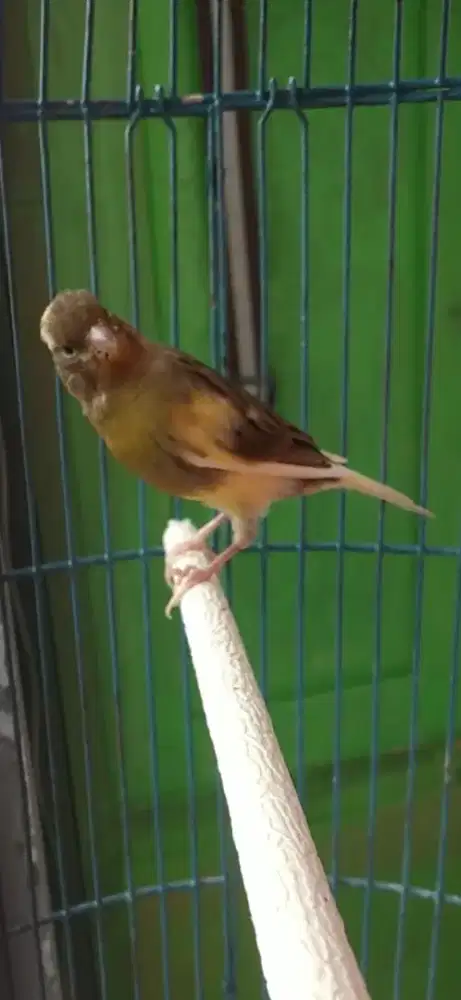 Burung kenari jantan