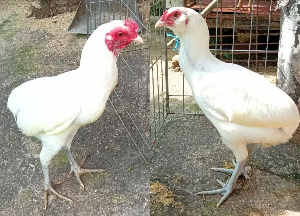 Ayam hias sepasang Tukung putih