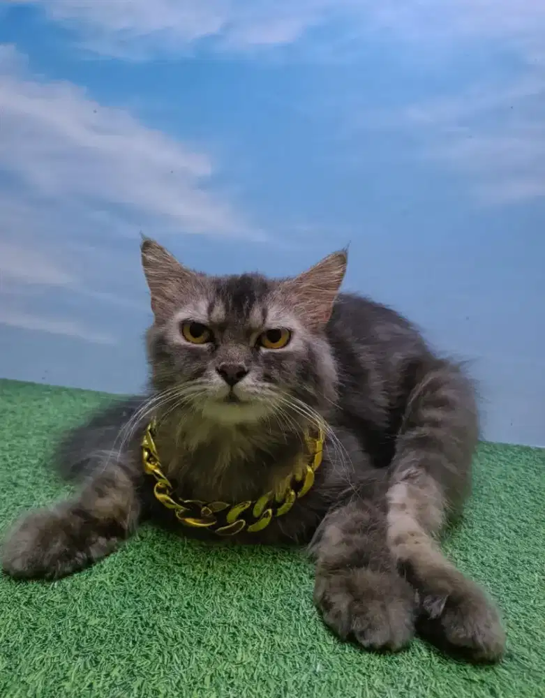 Persia jantan umur6/8bln