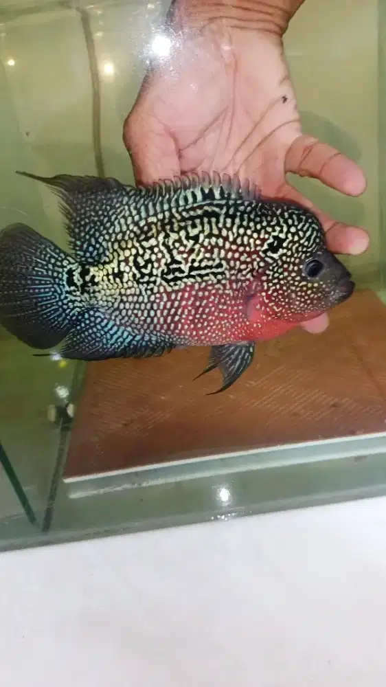 Louhan Betina kamfa 4jari