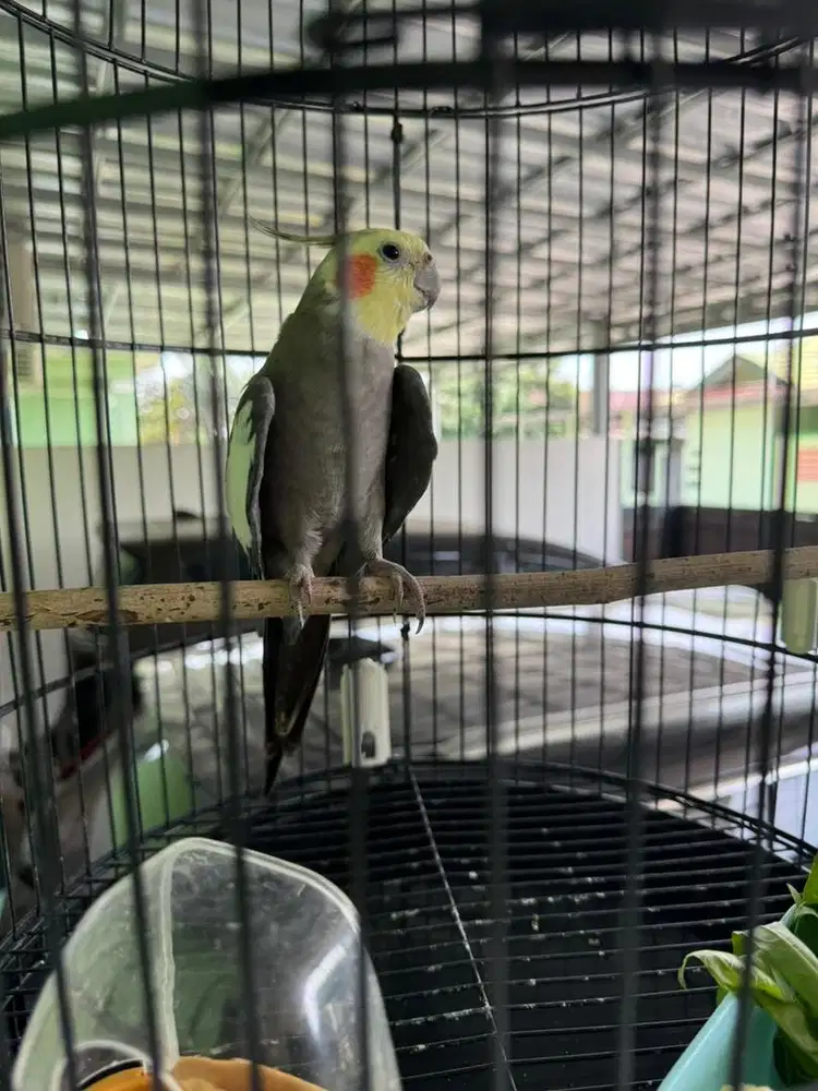 Burung falk australia