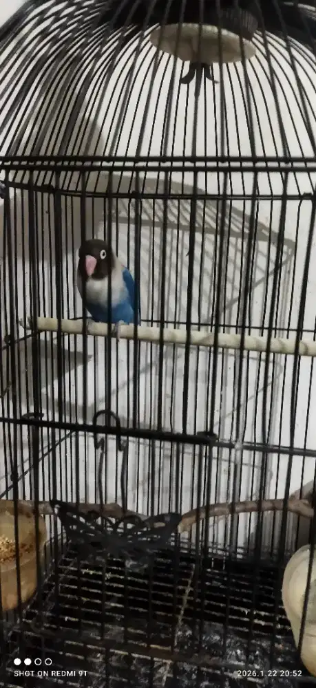 Saya jual burung lovebird tidak ada cacat2 mulus lovebird