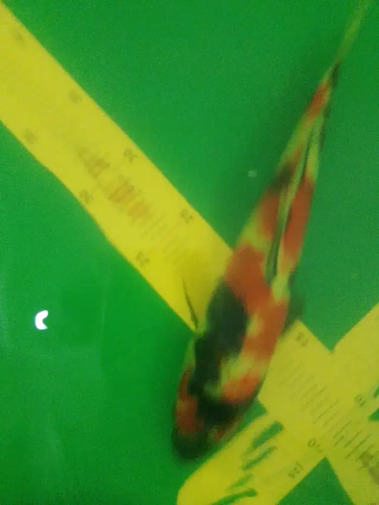 Ikan koi jenis Showa 33cm bagus