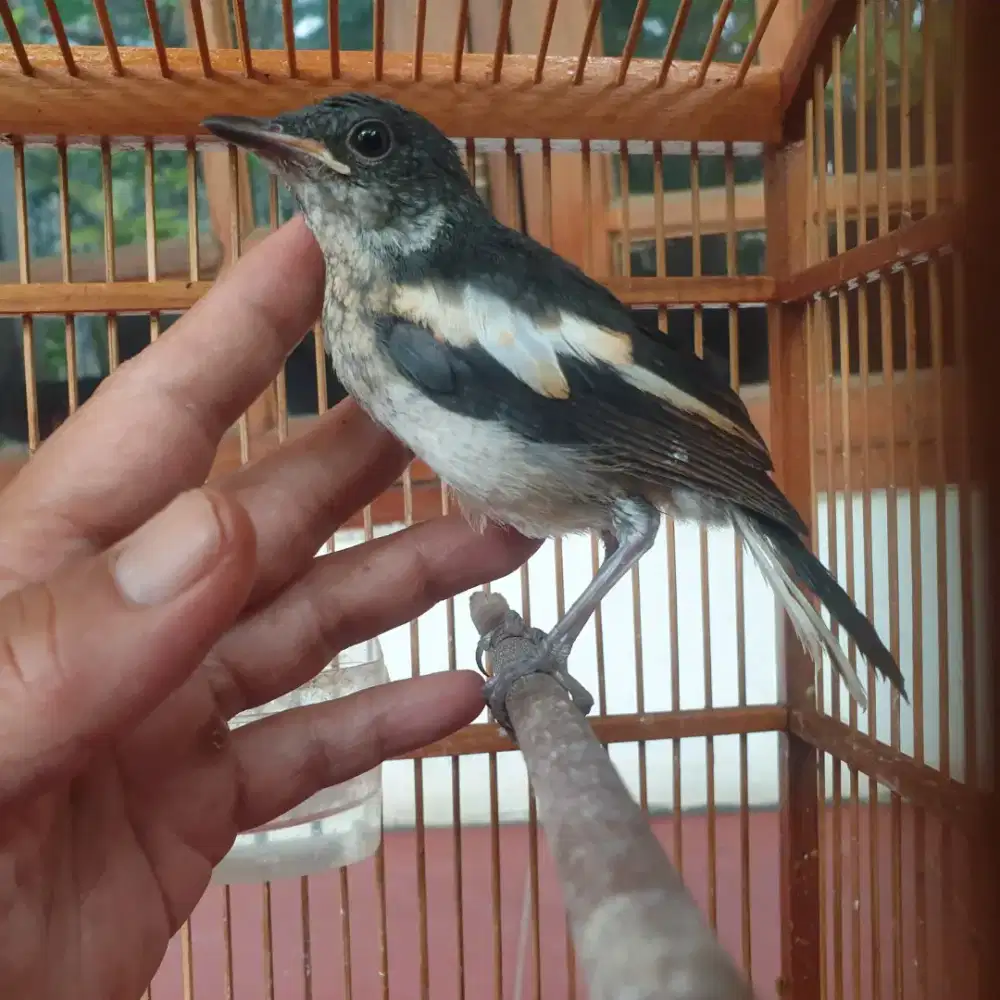 Anakan Kacer daput hutan baru lepas loloh