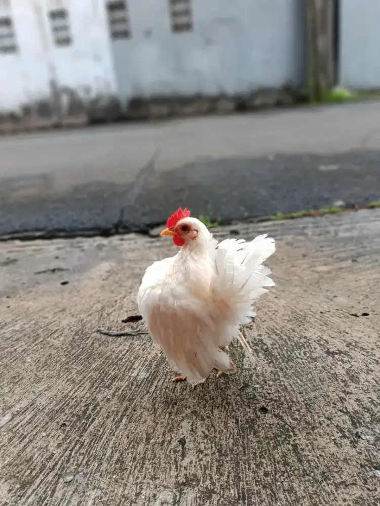 Ayam Serama sepasang putih