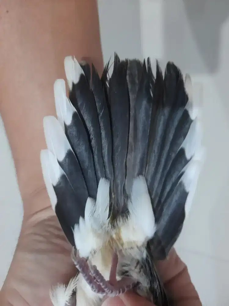 Perkutut Ekor 15 Pendowo Mijil Kedono Kedini