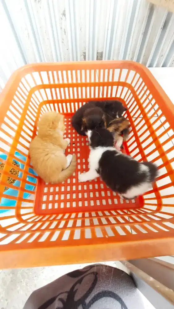 Open adopsi kitten umur 1 bulan