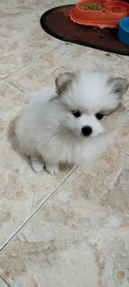 DI JUAL CEPAT ANAKAN ANJING MINIPOM JANTAN DAN BETINA