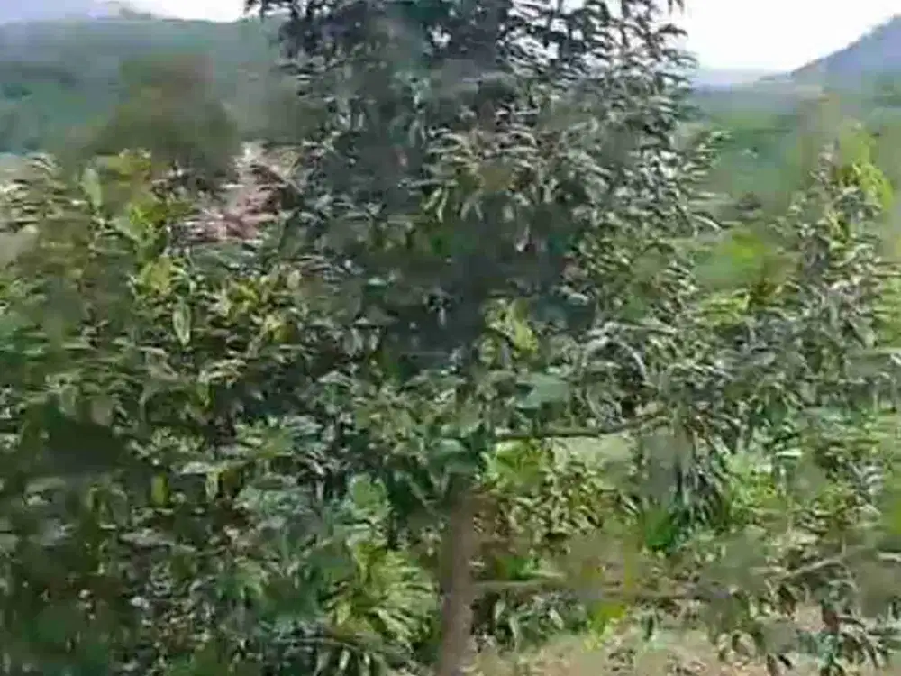 di jual tanah SHM  kebun durian dan buah lain di Jasinga Bogor barat