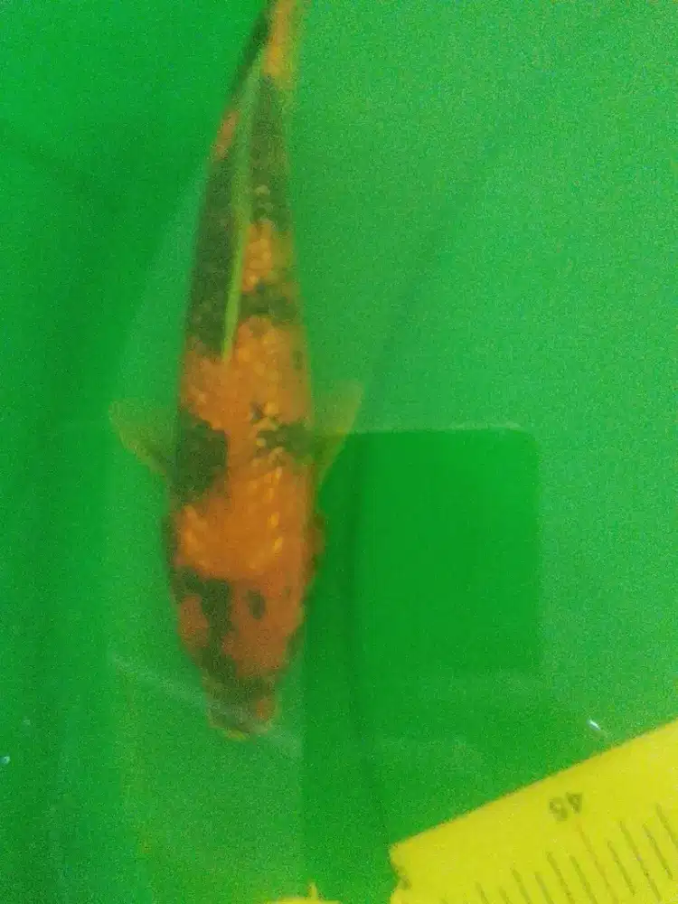 Ikan koi jenis Showa Ginrin 28cm