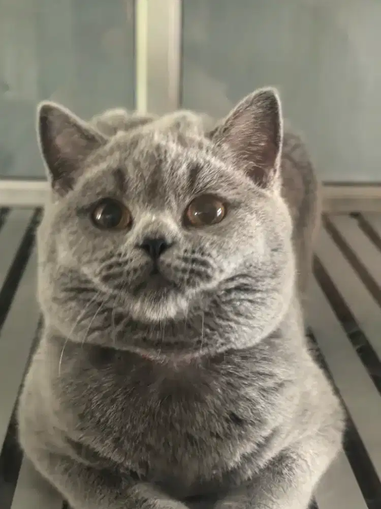 British shorthair