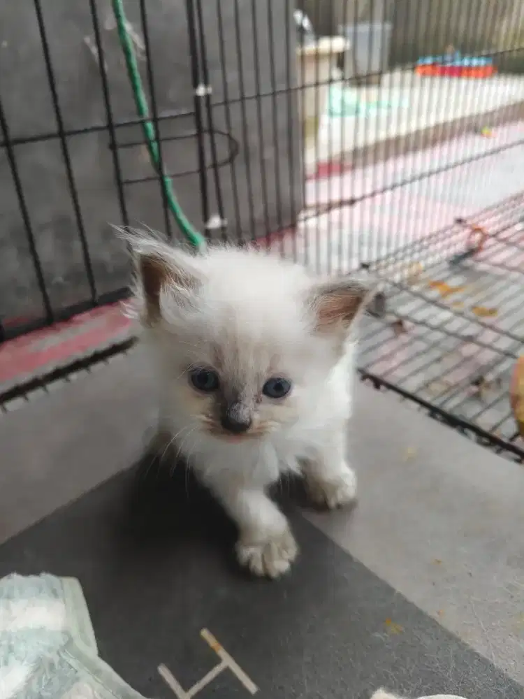 kucing angora persia kitten kiten lucu