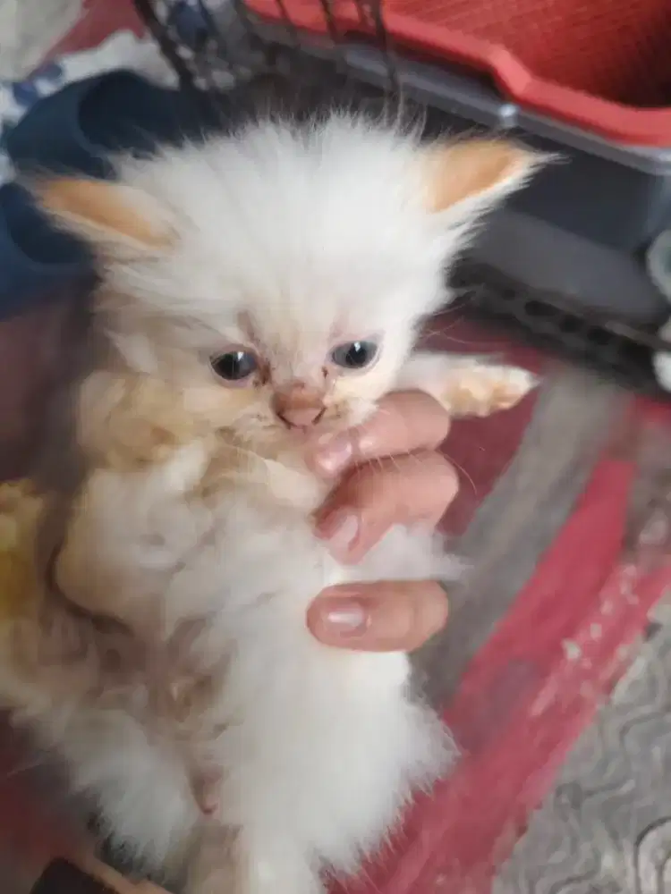kucing angora persia kitten kiten lucu