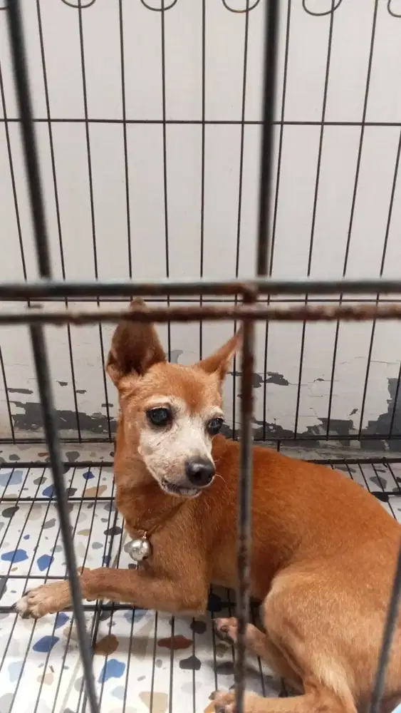 Anjing Pinscher lakimao di mahar,lokasi tanjung duren,,