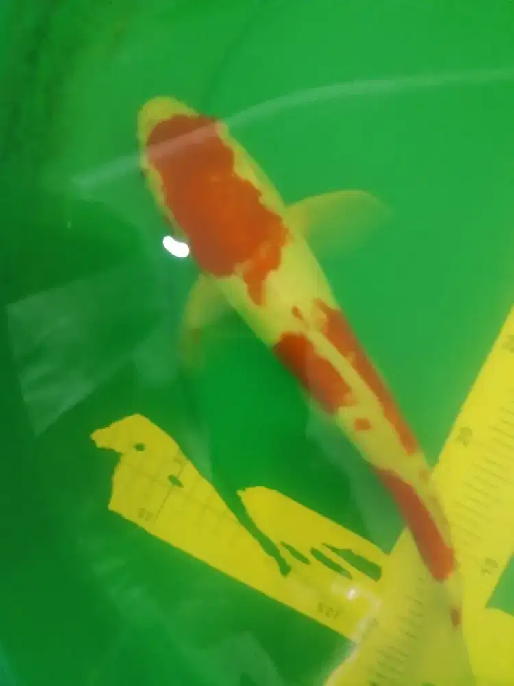 Ikan koi jenis Kohaku Doitsu 36cm