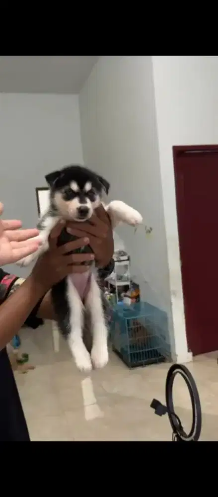 SIBERIAN HUSKY BLUE EYES BETINA. BISA ANTAR GRATIS ONGKIR MEDAN