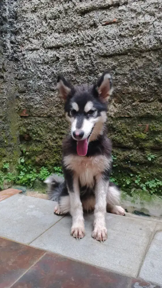 alaskan malamut betina , umur 6 bulan