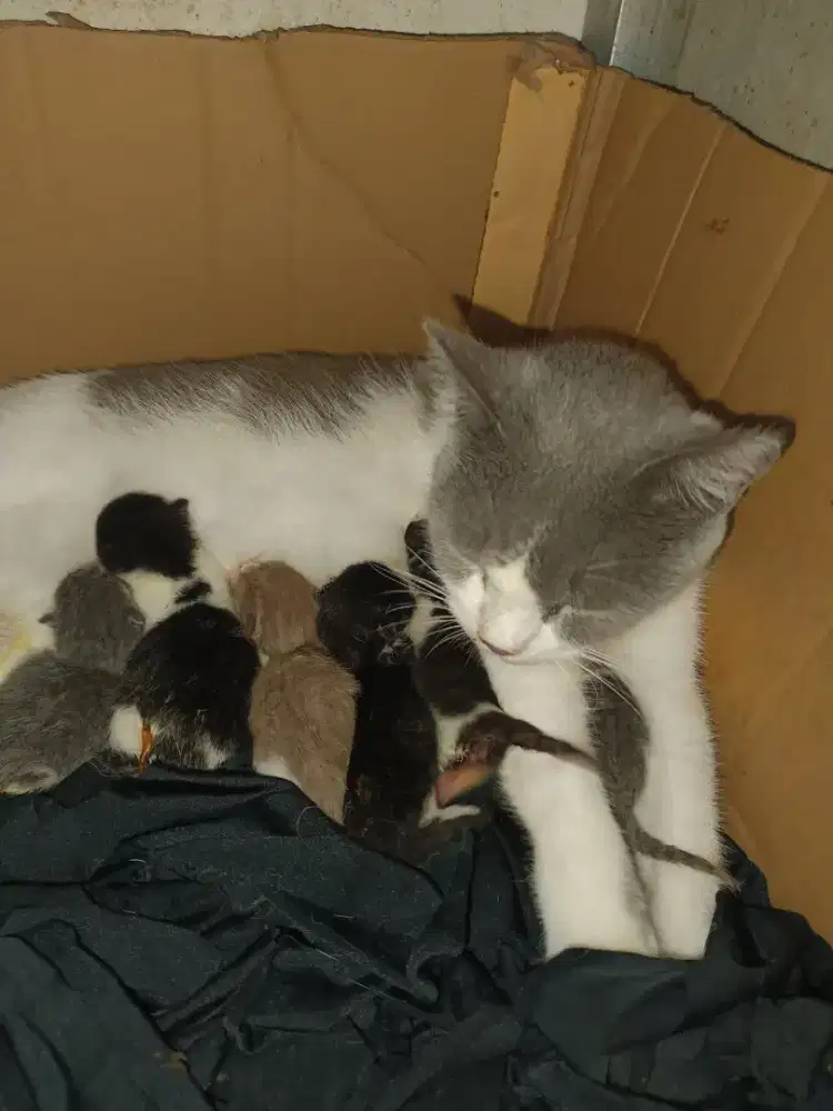 Lepas Adopsi Kucing Kitten British Bicolour Black