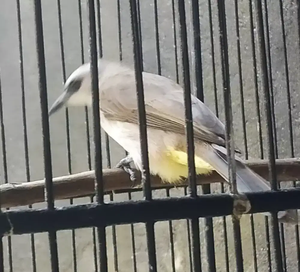 Trucuk jantan terasan