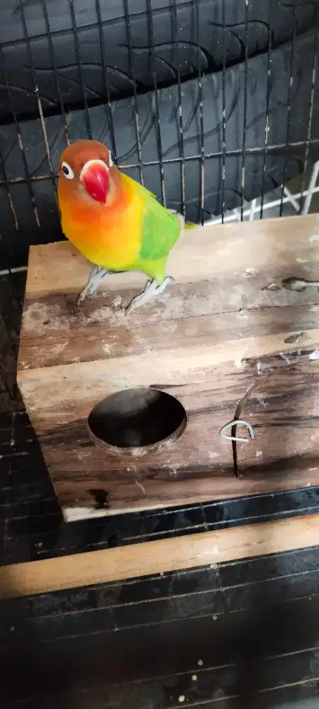 Lovebird Betina Siap Kawin