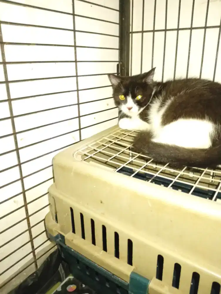 Open adopt vri yg aman jantan 1  dn betina 2