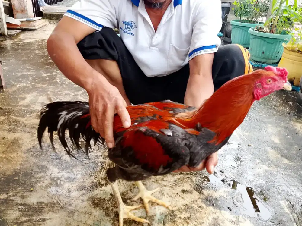 Sepasang ayam gede murah