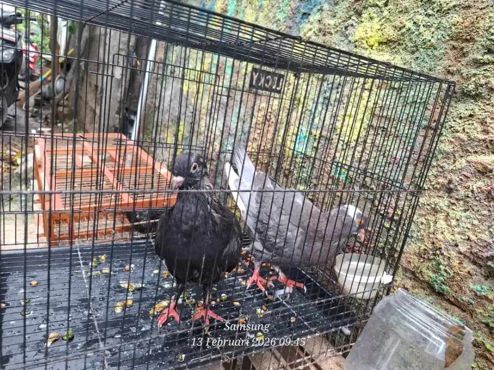 Burung merpati atau burung Dara