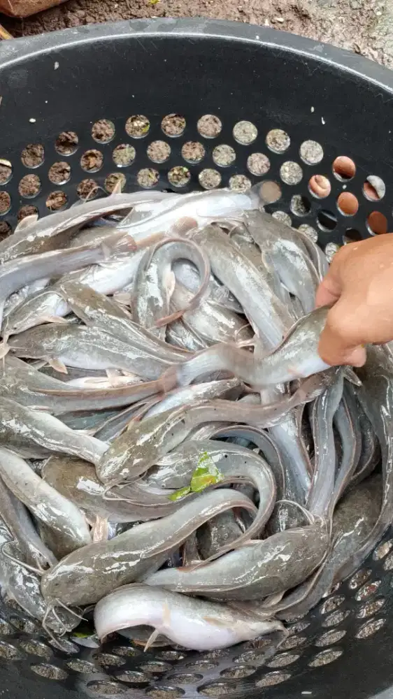 Lele konsumsi rumahan/dagangan