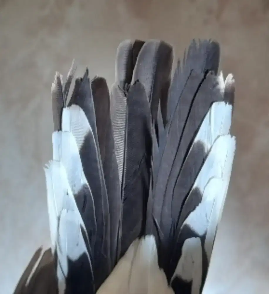 Perkutut Katuranggan Satrio Wirang Ekor 16