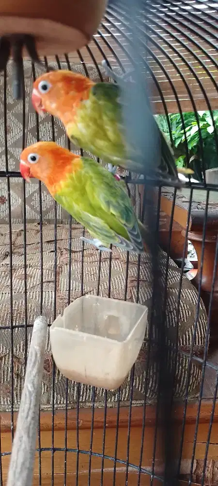 Burung lovebird biola baby 3bulan