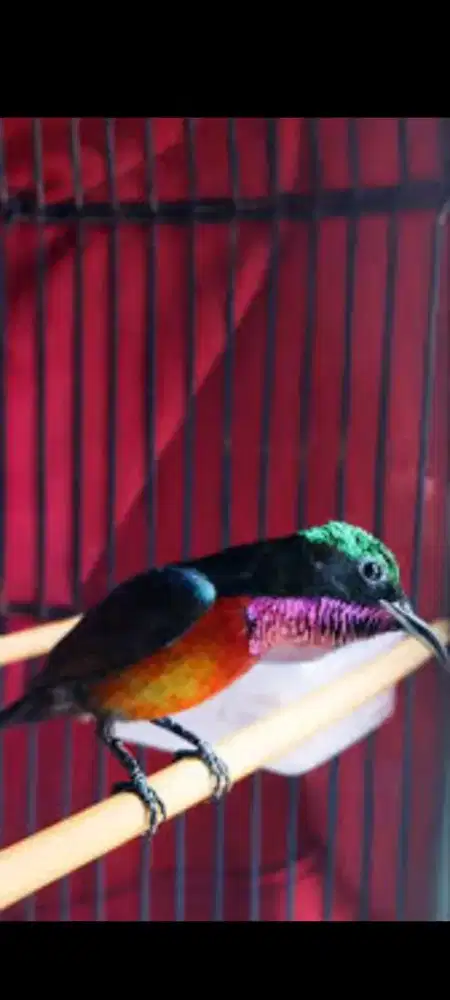 Burung konin body besar