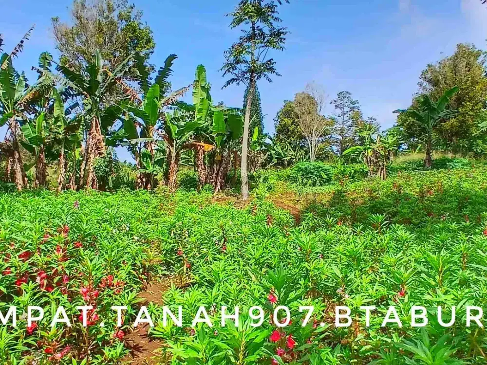 Dijual tanah kebun luas subur pinggir jalan strategis dekat kota