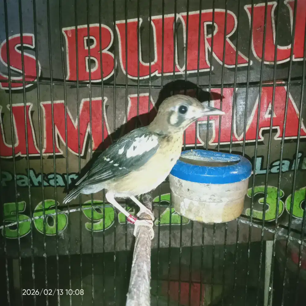 Anis kembang trotol jantan